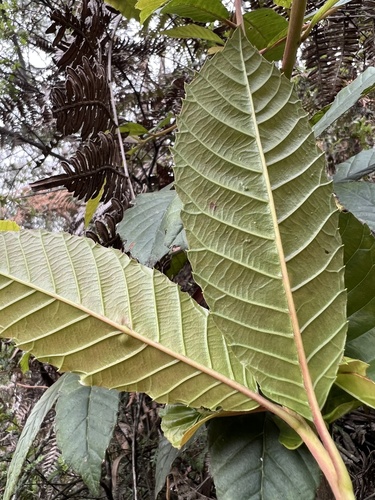 Clethra fagifolia, photograph 6
