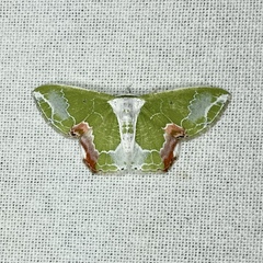 Protuliocnemis partita