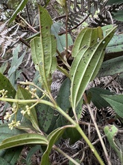 Miconia theizans