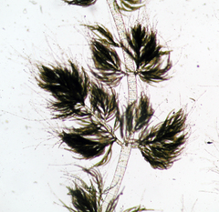 Draparnaldioides plumosa