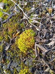 Tortella inclinata