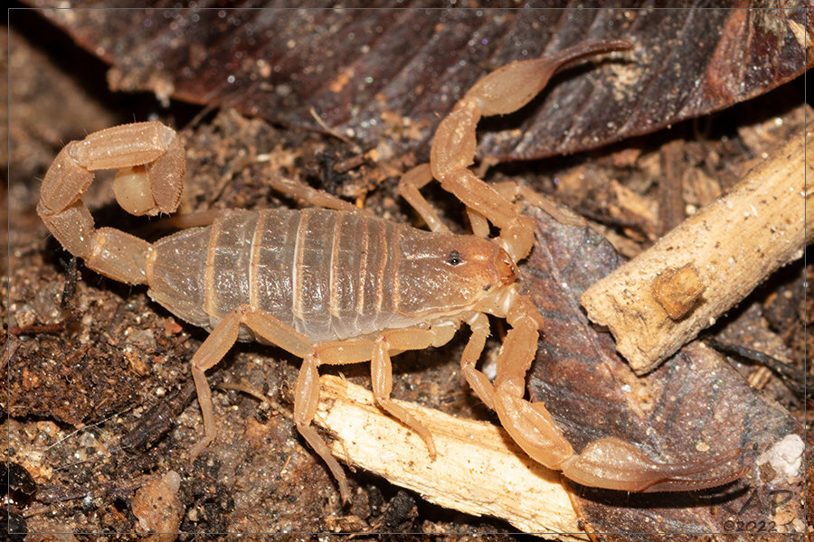 Zabius fuscus