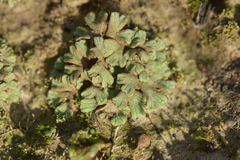 Riccia subbifurca