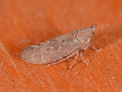Smicrocotis