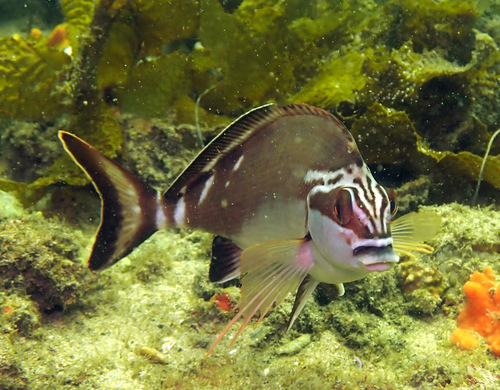 Red morwong (Cheilodactylus fuscus) — Cheilodactylidae