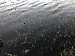 Vallisneria australis