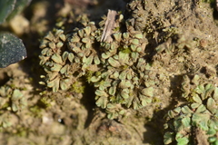 Riccia subbifurca