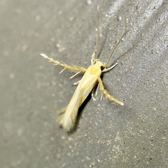 Calicotis sialota