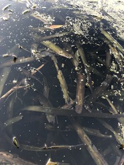 Vallisneria australis