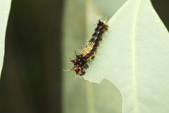 Opodiphthera