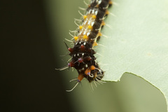Opodiphthera
