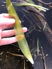 Vallisneria australis