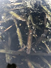 Vallisneria australis