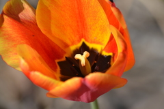 Tulipa gesneriana