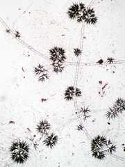 Draparnaldia glomerata