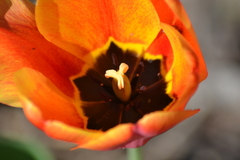 Tulipa gesneriana