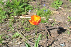 Tulipa gesneriana