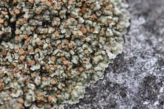 Squamarina cartilaginea