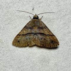 Ophyx eurrhoa