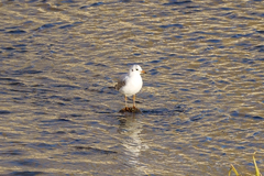 Chroicocephalus ridibundus