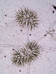Draparnaldia glomerata