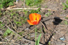 Tulipa gesneriana
