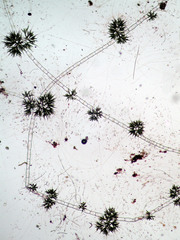 Draparnaldia glomerata