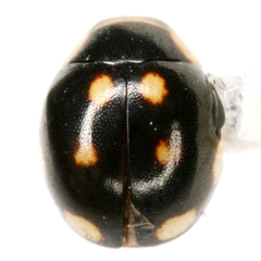 Hyperaspis triangulum