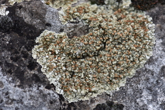 Squamarina cartilaginea