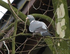 Columba palumbus