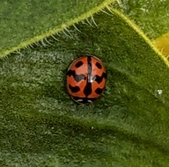 Cheilomenes sexmaculata