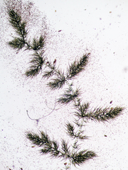 Draparnaldia mutabilis