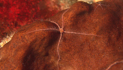 Ophiothrix suensoni