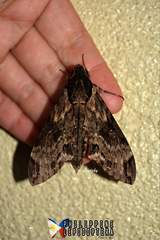 Psilogramma discistriga