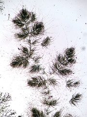 Draparnaldia mutabilis