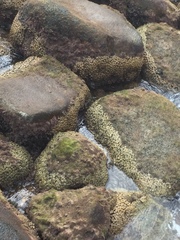 Palythoa grandiflora