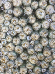 Palythoa grandiflora