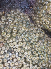 Palythoa grandiflora