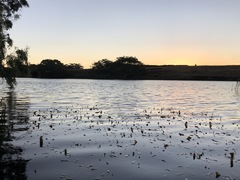 Vallisneria australis