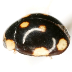 Hyperaspis triangulum