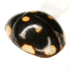 Hyperaspis triangulum