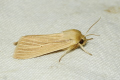 Mythimna pallens