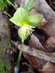 Helleborus viridis viridis