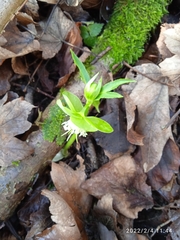 Helleborus viridis viridis