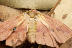 Lepidoptera