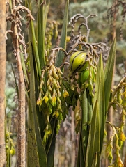 Epidendrum bogotense