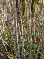 Epidendrum bogotense