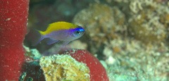 Chromis insolata