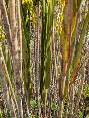 Epidendrum bogotense