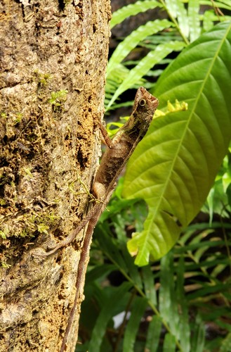 Wiegmann's Agama, Otocryptis wiegmanni